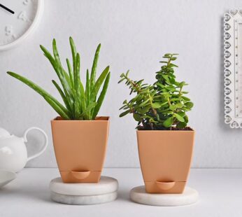 Hardy Bros Plant Combo
