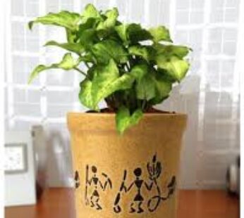 Indoor Air Purifying Plant Gift