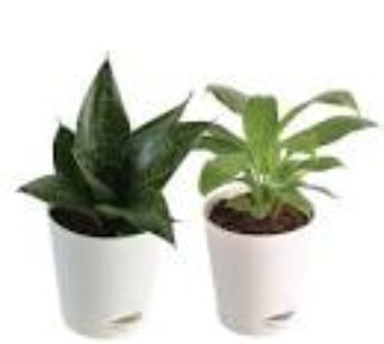 Sanseveria And Peace Lily Plant In White Pot