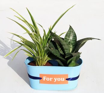 Best Indoor Chlorophytum And Sansevieria Plant