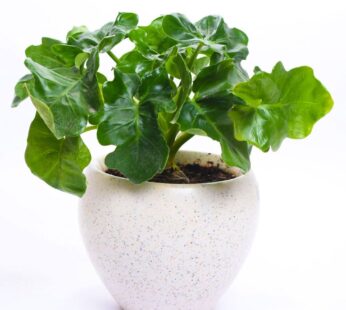 Ivory Green Xanadu Plant