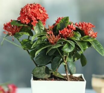 Ixora Bloom