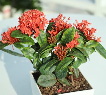 Ixora Jasmine Combo