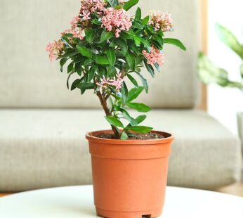 Ixora Shrub