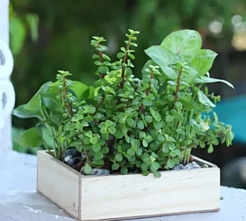 Jade N Money Plant In Wooden Base Terrarium