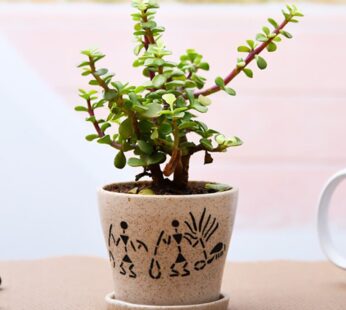 Enchanting Jade Plant For Memorable Moments