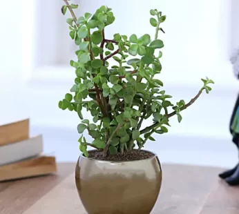 Jade Plant In Gold Tone Metal Pot