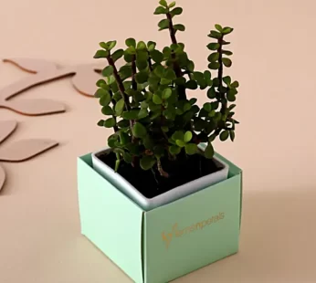 Jade Plant In Sea Green Cardboard Box