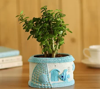 Jade Plant In Sea House Plant