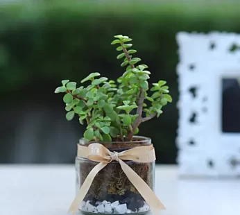 Jade Plant Mason Jar Terrarium