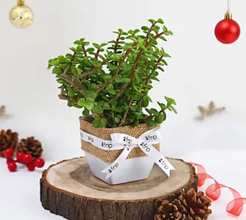 Jade Plant Winter Love Pot