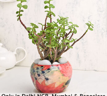 Jade Plant With Abstract Print Pot