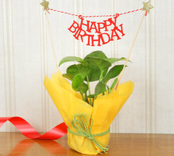 Jute Money Birthday Plant