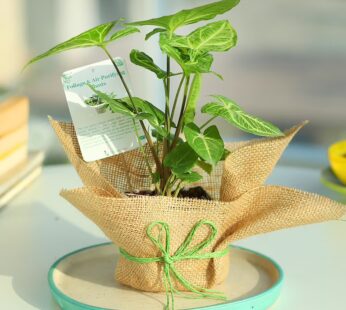 Jute Wrapped Syngonium