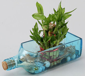 Lucky Bamboo Bombay Sapphire Bottle Planter