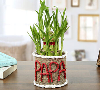 Lucky Bamboo Plant For Papa