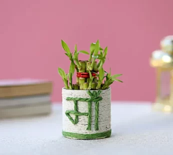 Lucky Bamboo Plant to Mom