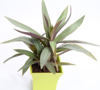 Lush Tradescantia Plant