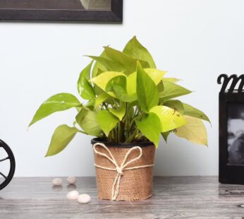 Fascinating Money Plant