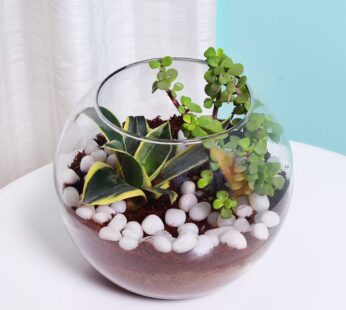 MILT and Jade Plant Terrarium