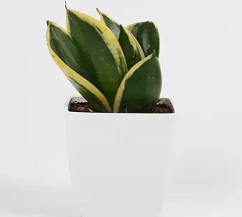 MILT Sansevieria Plant in Imported Plastic Pot