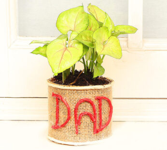 Modish Dad Syngonium Plant