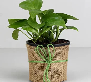 Money Plant in Black Plastic Pot