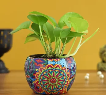 Money Plant In Colourful Rajwada Printed Pot