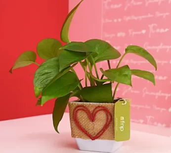 Money Plant In Heart Pot