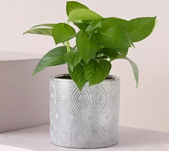 Money Plant In Shimmery Silver Pot