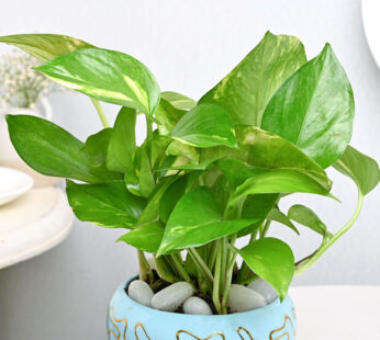 Money Plant In Sky Blue Pot