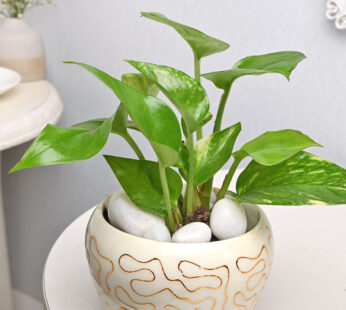 Money Plant In White Golden Pot