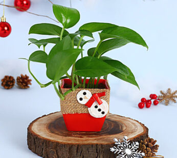 Money Plant Red Pot