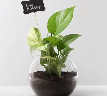 Money Plant Terrarium For Birthday