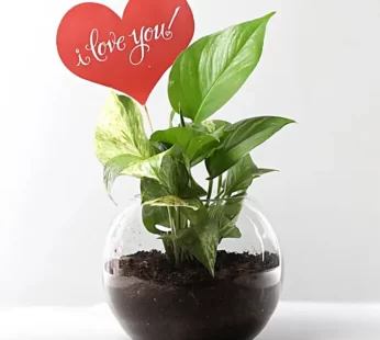 Money Plant Terrarium With Love You Tag