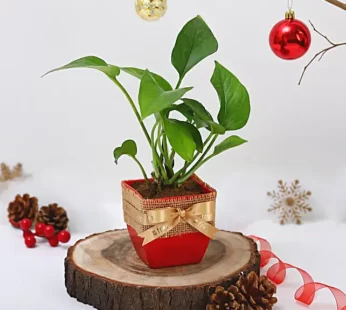 Money Plant Jute Wrapped Vase