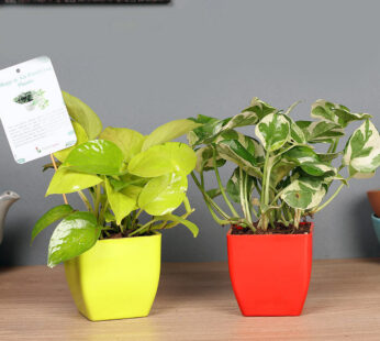 Money Pothos Plant Combo