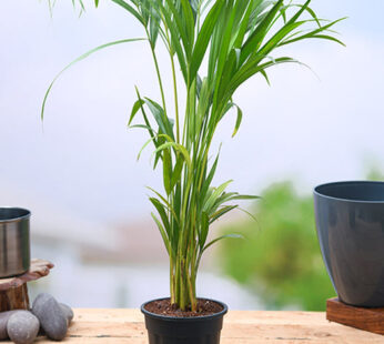 Areca Palm Plant