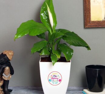 Peace Lily Special Bday
