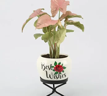 Pink Syngonium Plant In Best Wishes Metal Pot