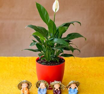 Pleasing Peace Lily With Cute Monks