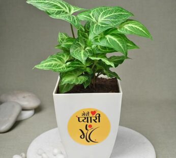 Pyaari Maa Syngonium