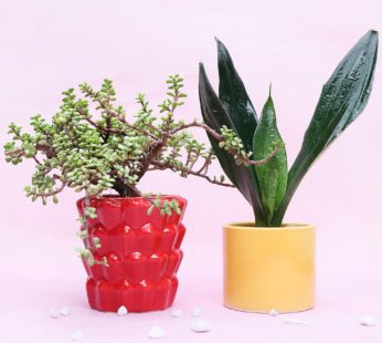 Red & Yellow Potted Plants