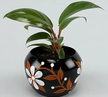 Red Philodendron Plant In Hand painted Pot