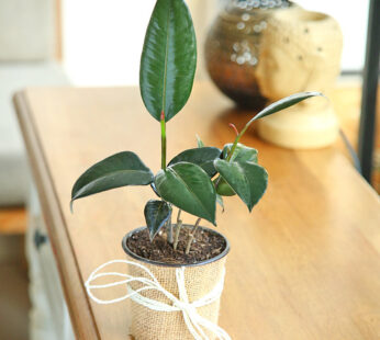 Rubber Plant In A Pot