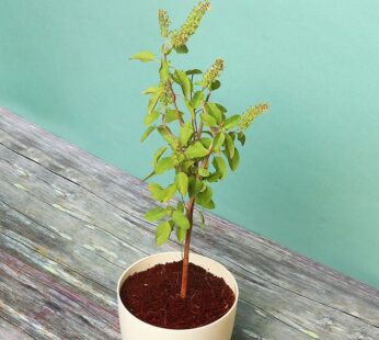 Sacred Tulsi Plant