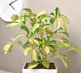 Schefflera Plant