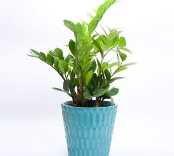 Sea Green ZZ Plant