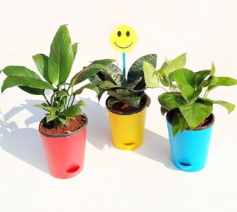 Air Purifier Plants In Self Watering Pots