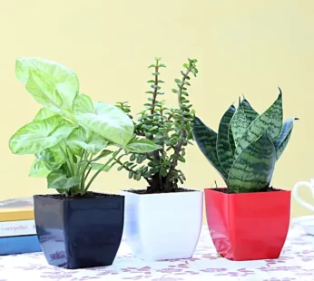 Set Of 3 Green Foliage Plants